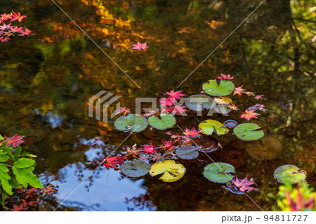 京都大原の秋 紅葉の寂光院 紅葉筏と睡蓮の葉 京都大原の秋 紅葉の寂光院 紅葉筏と睡蓮の葉 94811727