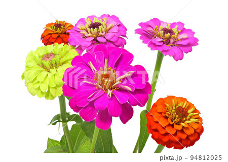 【百日草】 (深度合成) 94812025