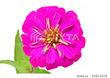 【百日草】 (深度合成) 【百日草】 (深度合成) 94812026