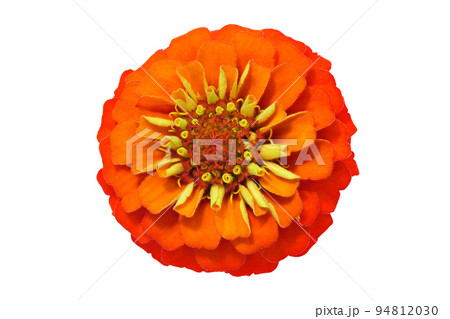 【百日草】 (深度合成) 【百日草】 (深度合成) 94812030