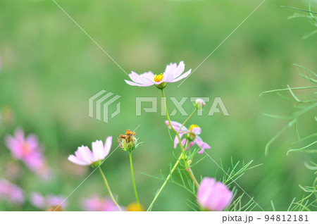コスモスの花 94812181