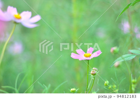 コスモスの花 コスモスの花 94812183