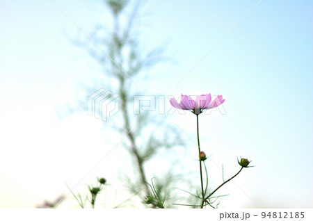 コスモスの花 94812185