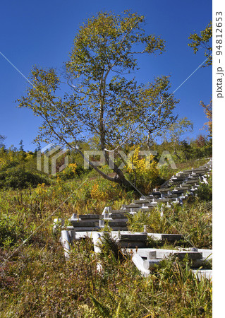 栂池自然園　木道と紅葉（長野県小谷村） 94812653