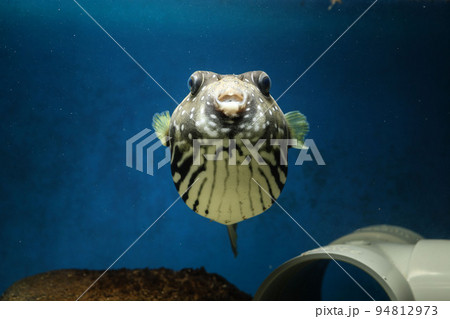 フグ サザナミフグ 魚 海水魚 White-spotted puffer puffer フグ サザナミフグ 魚 海水魚 White-spotted puffer puffer 94812973