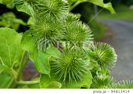 ゴボウの花 94813414
