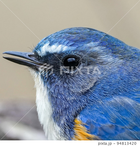 幸せの青い鳥の写真素材 [94813420] - PIXTA