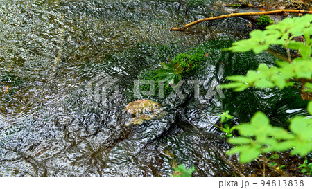 清流と鳥海マリモ　獅子ヶ鼻湿原　秋田県 94813838