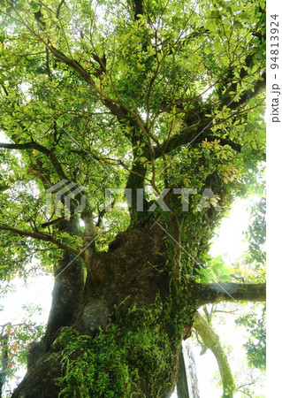 青岸渡寺のタブノキ 青岸渡寺のタブノキ 94813924