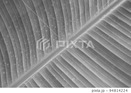 close up of banana leaf texture, black and white photo close up of banana leaf texture, black and white photo 94814224