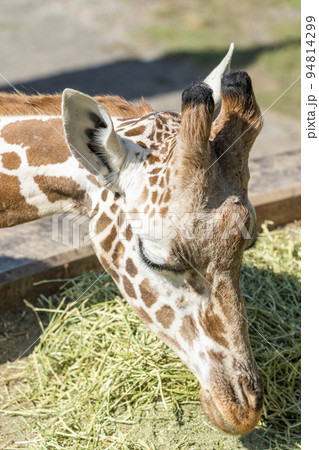 動物園の風景 アミメキリンの顔 北海道旭川市 動物園の風景 アミメキリンの顔 北海道旭川市 94814299