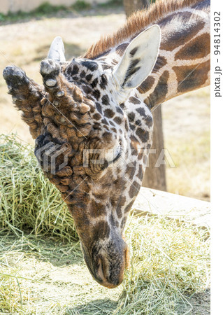 動物園の風景　アミメキリンの顔　北海道旭川市 94814302