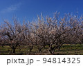 梅の花と青空　撮影場所：神奈川県 94814325