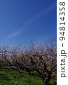 梅の花と青空　撮影場所：神奈川県 94814358