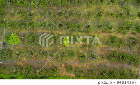 Aerial view of Cultivation trees and plantation in outdoor nursery. Beautiful agricultural garden. Cultivation business. Natural landscape background. Aerial view of Cultivation trees and plantation in outdoor nursery. Beautiful agricultural garden. Cultivation business. Natural landscape background. 94814367