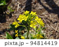 《素材》菜の花　撮影場所：神奈川県 94814419