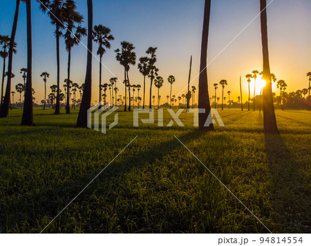 Green paddy rice plantation field sunrise light morning time aerial view Green paddy rice plantation field sunrise light morning time aerial view 94814554