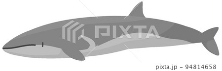 イワシクジラ 94814658