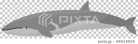 イワシクジラ 94814658
