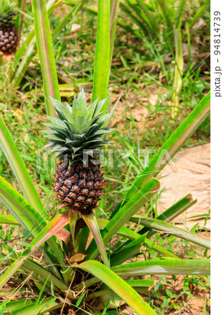 Pineapple plant with unripe fruit growing in the garden 94814739