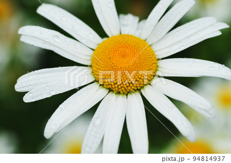 マーガレット・初夏の花 マーガレット・初夏の花 94814937