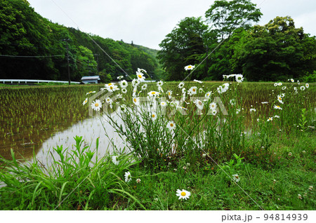マーガレット・初夏の花 マーガレット・初夏の花 94814939