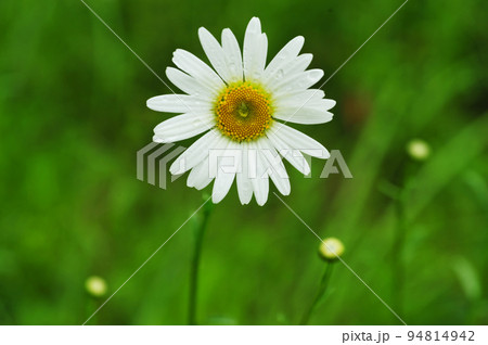 マーガレット・初夏の花 94814942