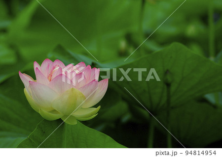 田園で見た蓮の花 田園で見た蓮の花 94814954