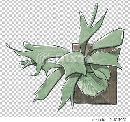 Hand-drawn botanical illustration with a plate of Bikakushida (bat orchid) 94815062