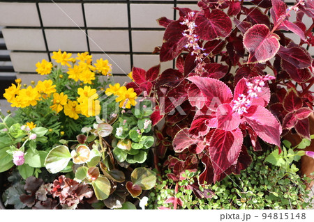玄関前の花寄せ植え 94815148