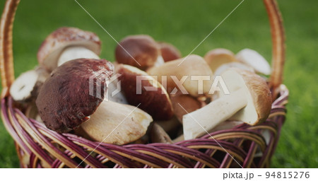 Wild mushrooms are in a wicker basket - an ingredient for gourmet dishes Wild mushrooms are in a wicker basket - an ingredient for gourmet dishes 94815276