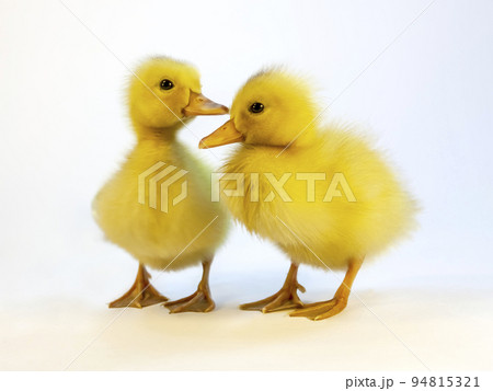 白背景の前に立つアヒルのヒヨコ2羽の正面の姿。プロパティーリリースあり。 94815321