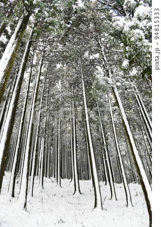 雪の冬木立 94815333