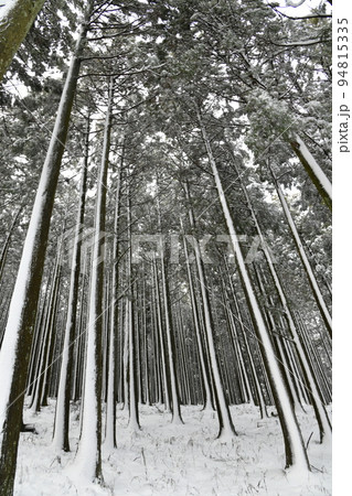 雪の冬木立 94815335
