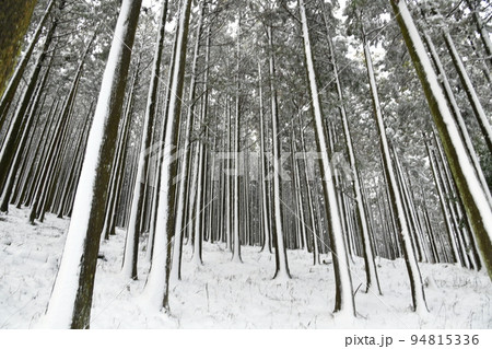 雪の冬木立 雪の冬木立 94815336