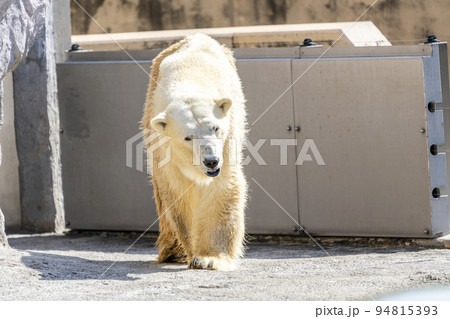 動物園の風景　ホッキョクグマ　北海道旭川市 94815393