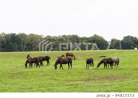 秋の競走馬(サラブレッド)生産牧場 離乳した当歳馬 北海道 秋の競走馬(サラブレッド)生産牧場 離乳した当歳馬 北海道 94815553