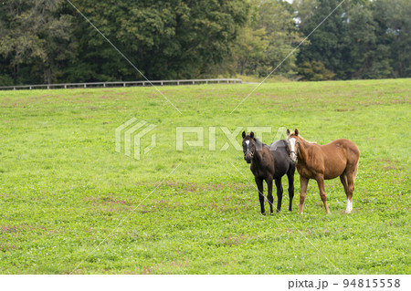 秋の競走馬（サラブレッド）生産牧場　離乳した当歳馬　北海道 94815558