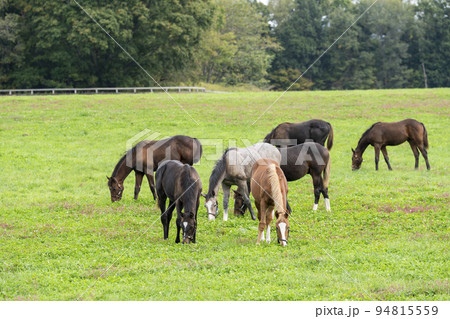 秋の競走馬（サラブレッド）生産牧場　離乳した当歳馬　北海道 94815559