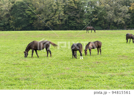 秋の競走馬（サラブレッド）生産牧場　離乳した当歳馬　北海道 94815561