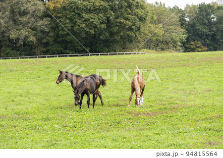 秋の競走馬（サラブレッド）生産牧場　離乳した当歳馬　北海道 94815564