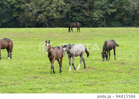 秋の競走馬(サラブレッド)生産牧場 離乳した当歳馬 北海道 秋の競走馬(サラブレッド)生産牧場 離乳した当歳馬 北海道 94815566