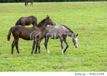 秋の競走馬（サラブレッド）生産牧場　離乳した当歳馬　北海道 94815568
