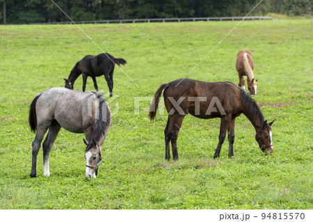 秋の競走馬(サラブレッド)生産牧場 離乳した当歳馬 北海道 秋の競走馬(サラブレッド)生産牧場 離乳した当歳馬 北海道 94815570