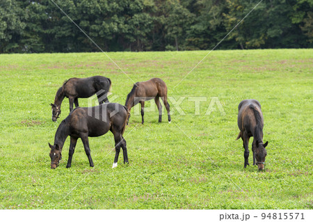 秋の競走馬（サラブレッド）生産牧場　離乳した当歳馬　北海道 94815571