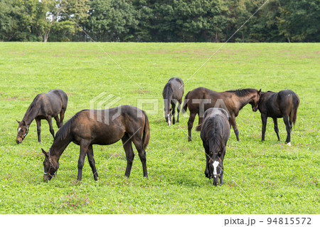 秋の競走馬(サラブレッド)生産牧場 離乳した当歳馬 北海道 秋の競走馬(サラブレッド)生産牧場 離乳した当歳馬 北海道 94815572