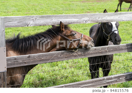 秋の競走馬（サラブレッド）生産牧場　離乳した当歳馬　北海道 94815576