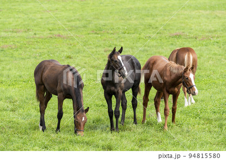 秋の競走馬（サラブレッド）生産牧場　離乳した当歳馬　北海道 94815580