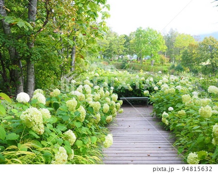北海道の風景 大雪森のガーデン アナベルの小道 北海道の風景 大雪森のガーデン アナベルの小道 94815632
