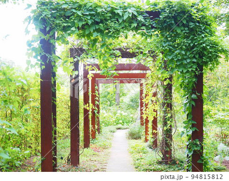 北海道の風景 大雪森のガーデン イングリッシュガーデン 94815812